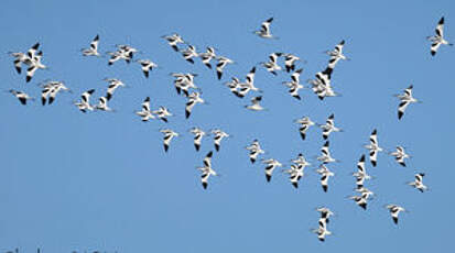 Avocette élégante