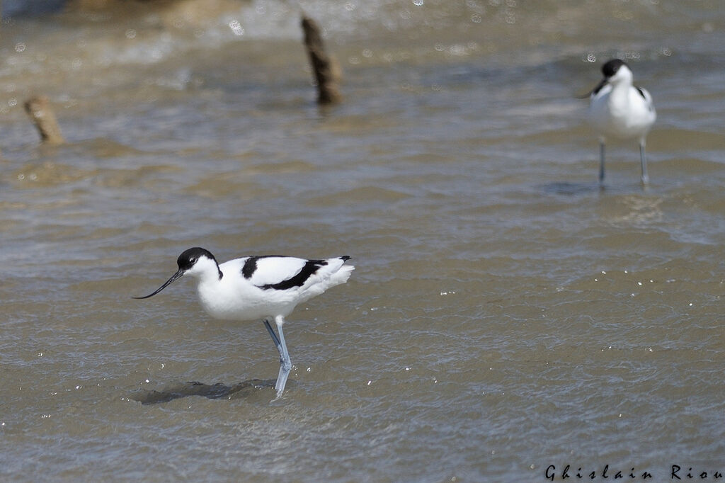 Avocette élégante