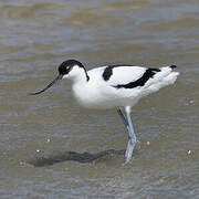 Avocette élégante