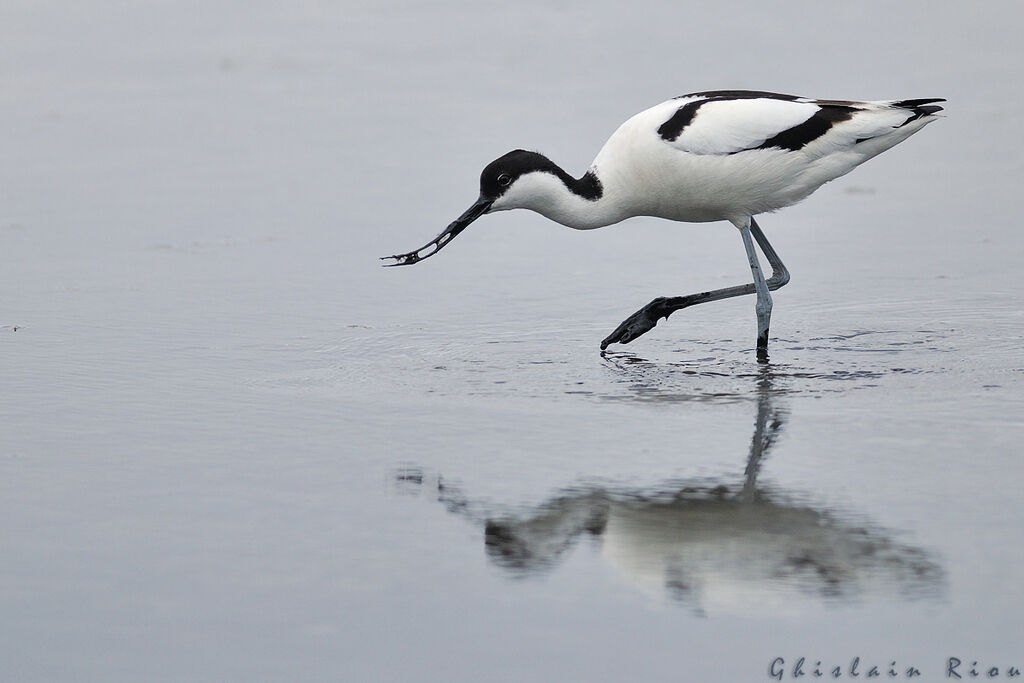 Pied Avocet