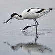 Avocette élégante