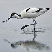 Pied Avocet