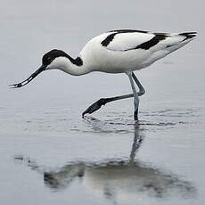 Avocette élégante