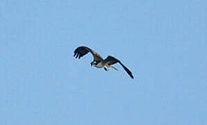 Western Osprey