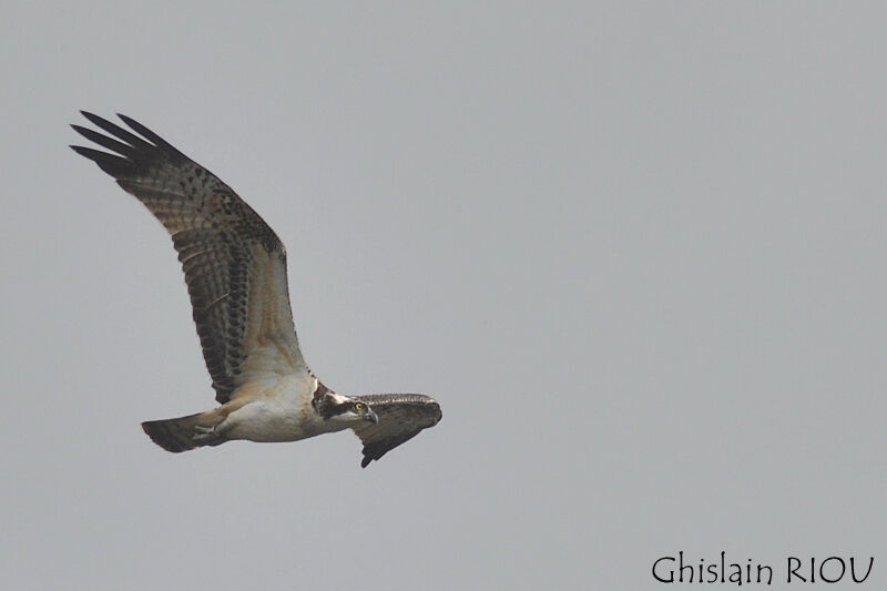 Ospreyjuvenile