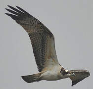 Western Osprey