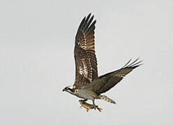 Western Osprey