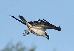 Western Osprey