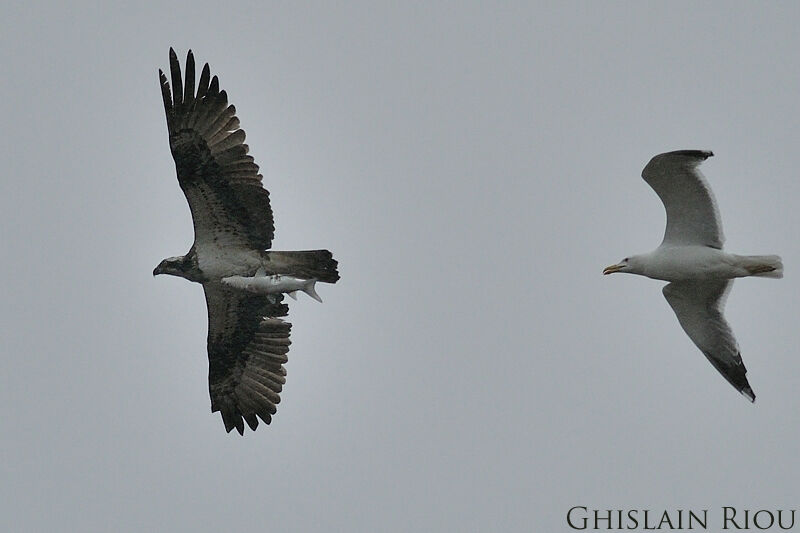 Western Osprey