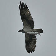 Western Osprey