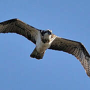 Western Osprey