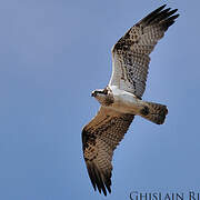 Western Osprey