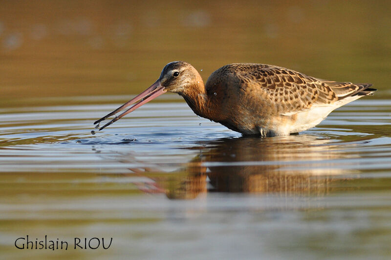 Black-tailed Godwit