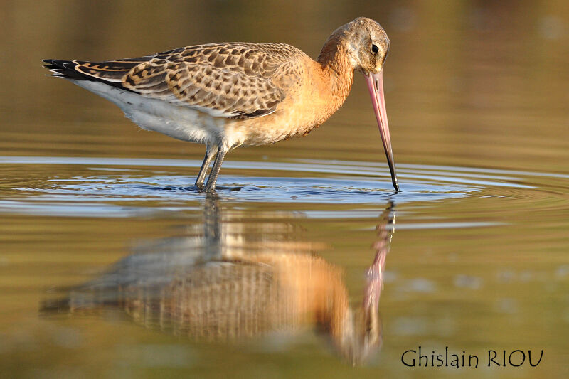 Black-tailed Godwit