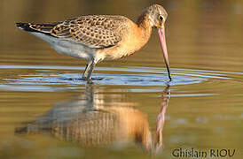 Black-tailed Godwit