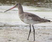 Black-tailed Godwit