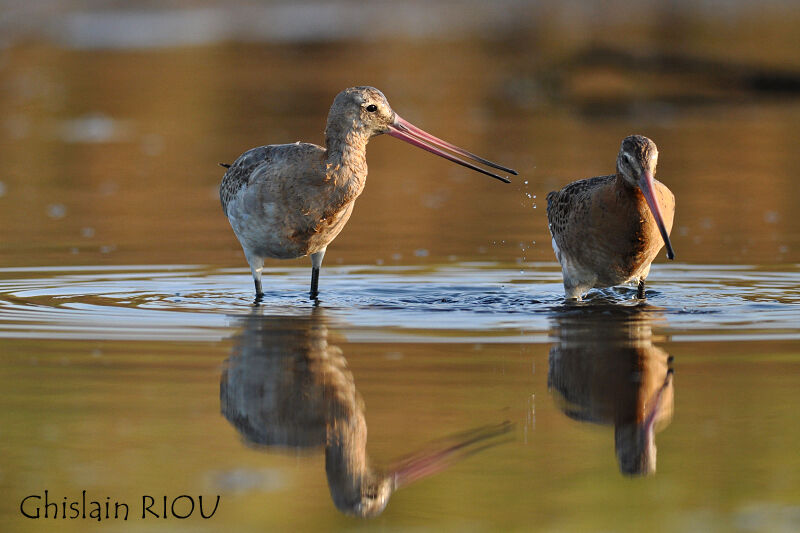 Black-tailed Godwit