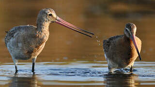 Black-tailed Godwit