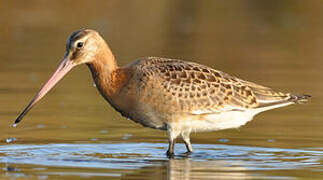 Black-tailed Godwit