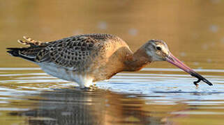 Black-tailed Godwit