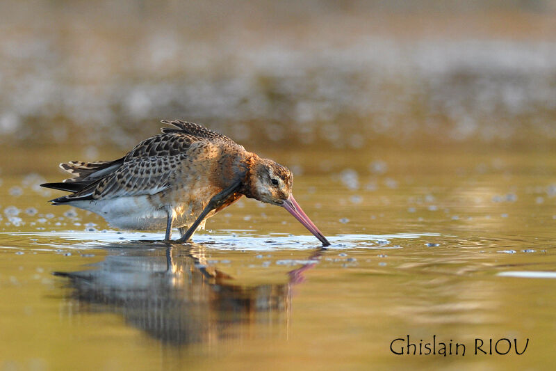 Black-tailed Godwit