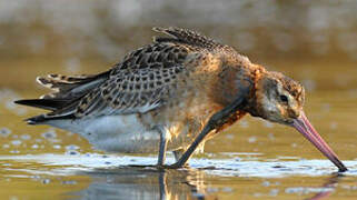 Black-tailed Godwit