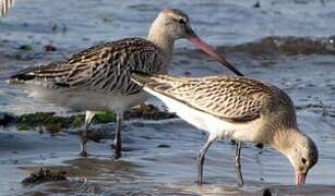 Bar-tailed Godwit