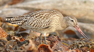 Bar-tailed Godwit