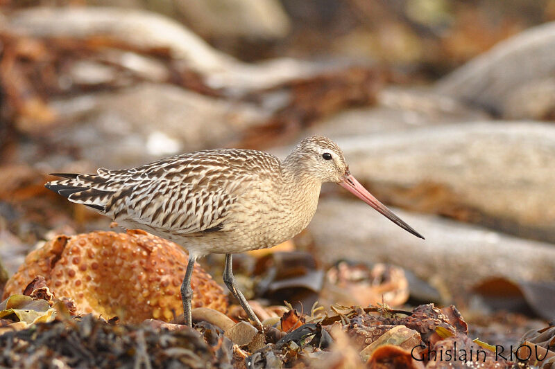 Bar-tailed Godwit