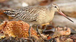 Bar-tailed Godwit