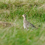 Upland Sandpiper