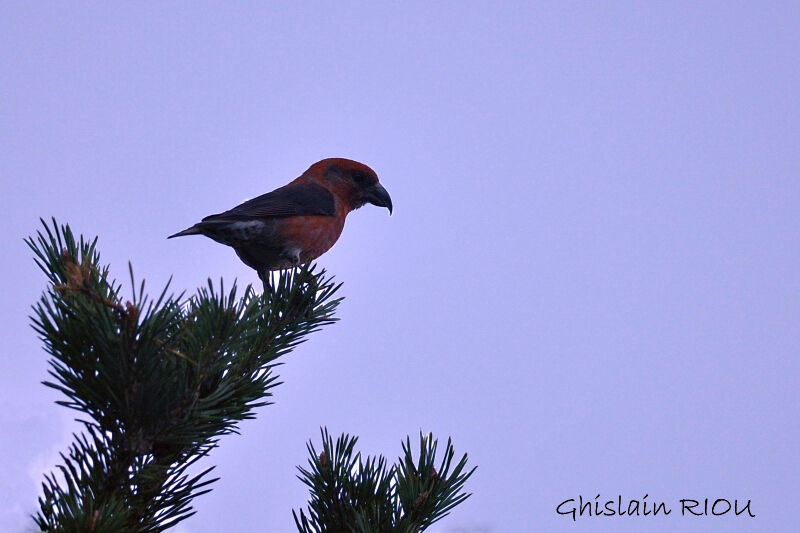 Red Crossbill male adult