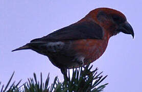 Red Crossbill