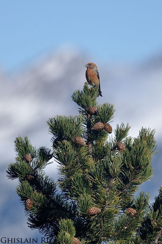 Red Crossbill male