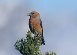 Red Crossbill