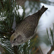 Red Crossbill