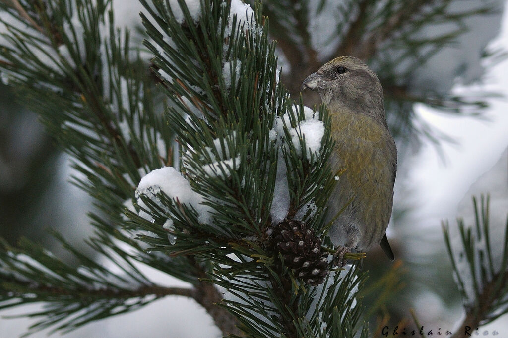 Bec-croisé des sapins femelle