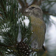 Red Crossbill