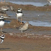 Sharp-tailed Sandpiper