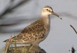 Curlew Sandpiper