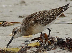 Curlew Sandpiper