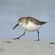 Western Sandpiper