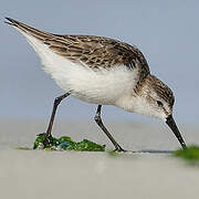 Western Sandpiper