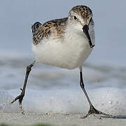 Western Sandpiper