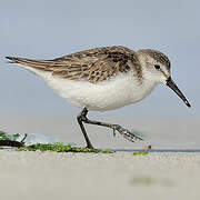 Western Sandpiper