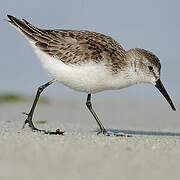 Western Sandpiper