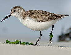 Western Sandpiper