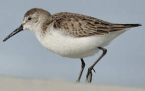 Western Sandpiper