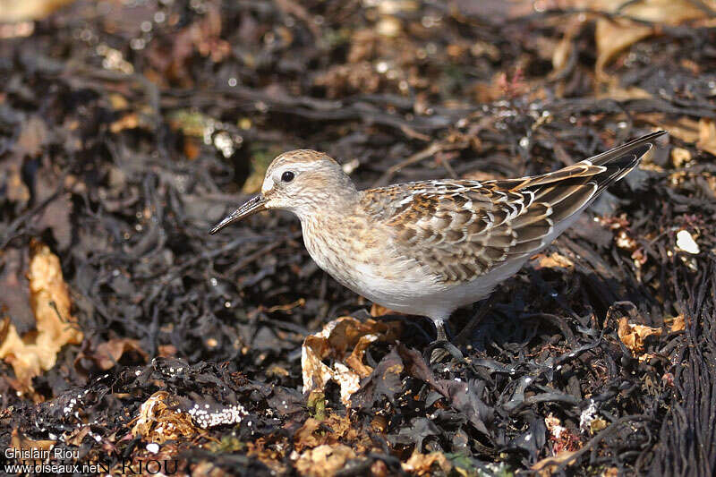 Bécasseau de Bonaparte1ère année, identification