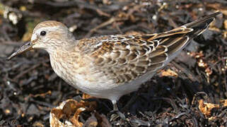 White-rumped Sandpiper